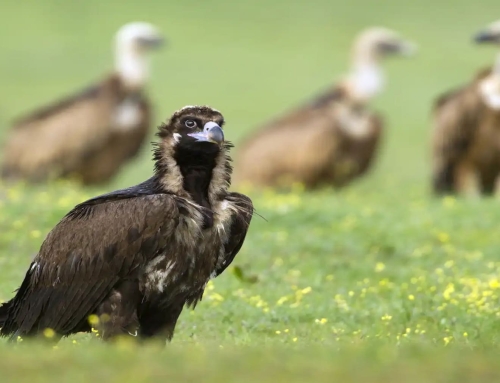 La colonia de buitres negros en los Pirineos alcanza 66 ejemplares y consolida su recuperación.