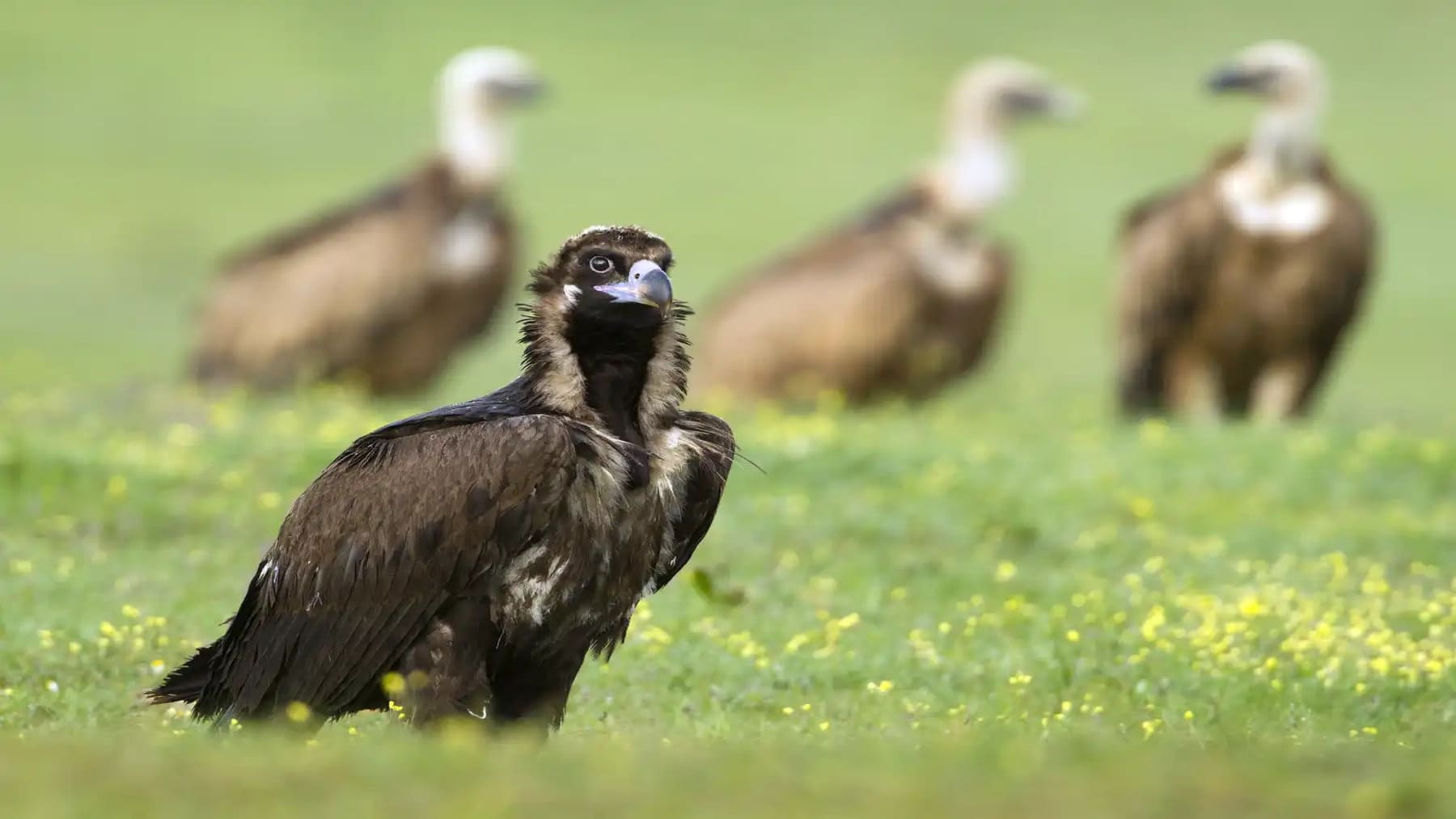 Bio For Piri cierra con éxito 