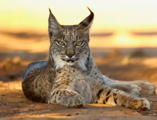 Solicitud de inclusión del lince ibérico en el Catálogo de Especies Amenazadas de Aragón y aprobación de su Plan de Recuperación.