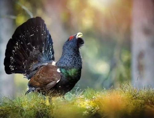 La población de urogallo en Aragón supera los 320 ejemplares: más de lo estimado, pero con rumbo aún negativo.