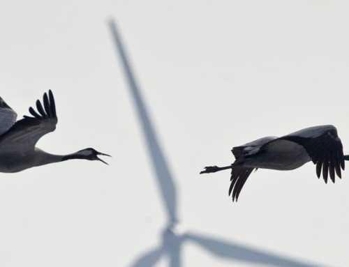 Los desacuerdos bloquean la normativa para proteger a las aves frente a los aerogeneradores.