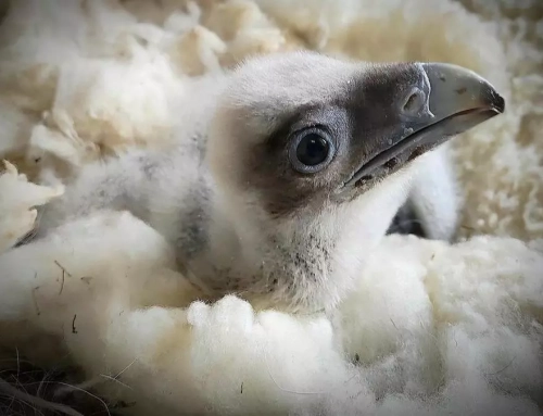 Nacen en libertad dos crías de quebrantahuesos en Picos de Europa.