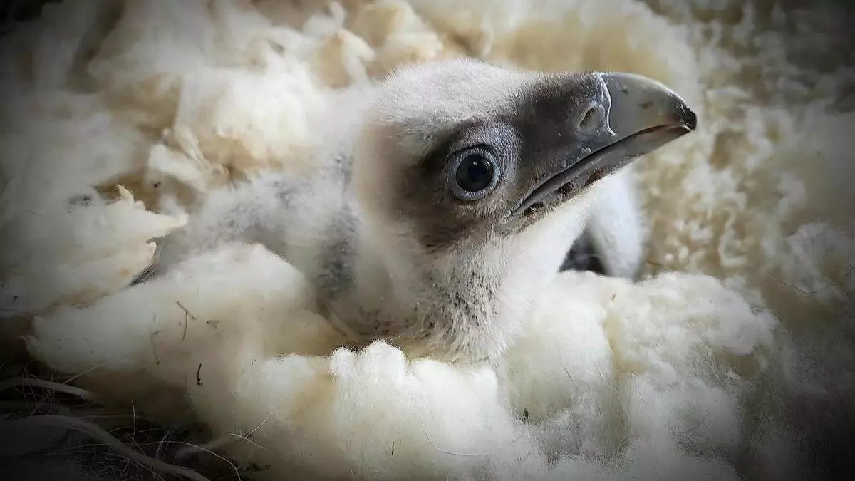 5fb5c096-51cd-4fb6-83da-18e9e3509b9f_16-9-discover-aspect-ratio_default_0_x1298y944 Bio For Piri cierra con éxito