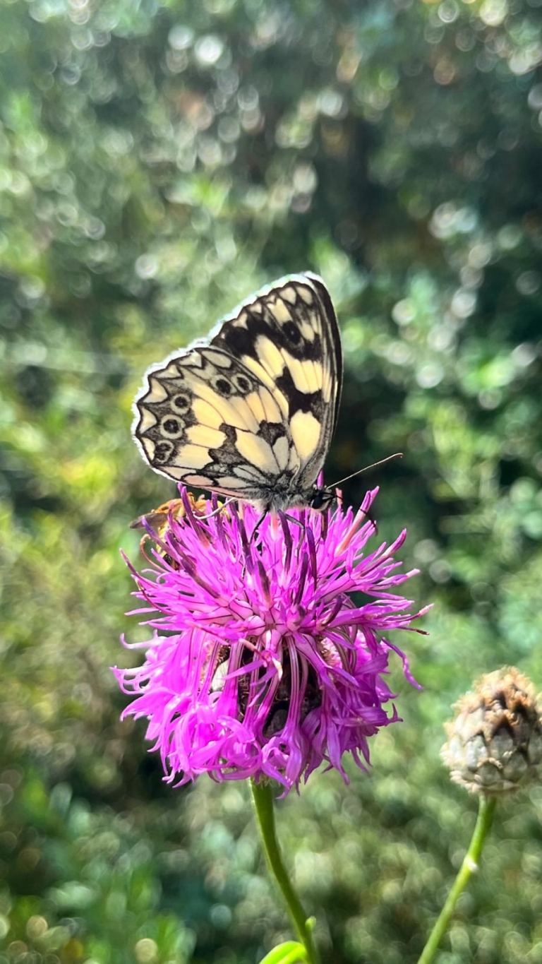Patas, plumas, pelos y pétalos
