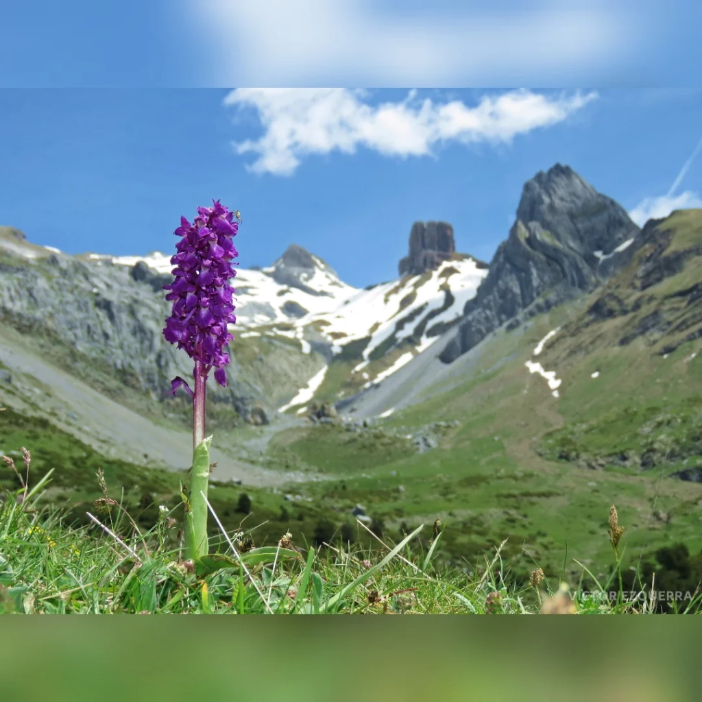 Biodiversidad pirenaica