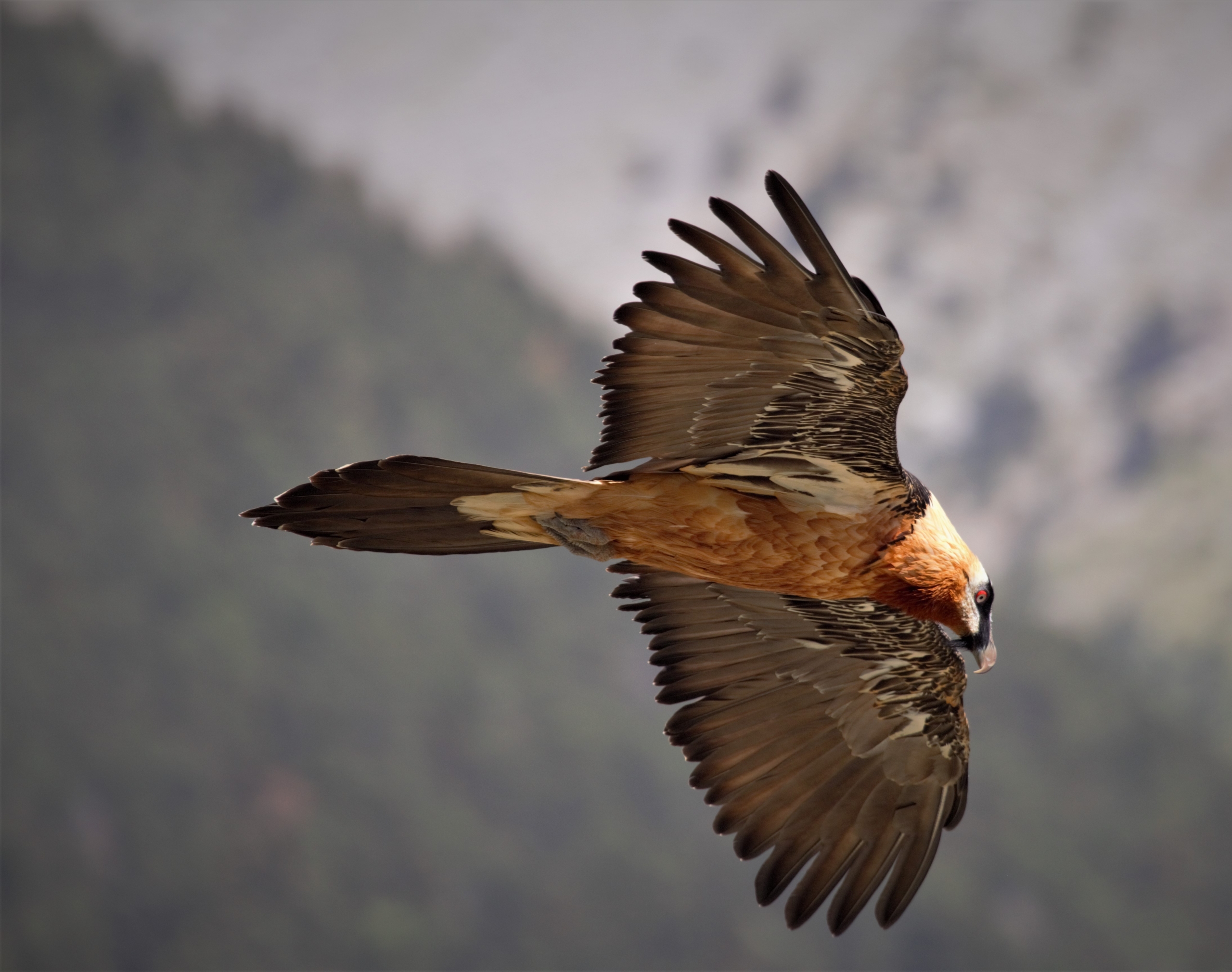 El quebrantahuesos y la conservación de la alta montaña