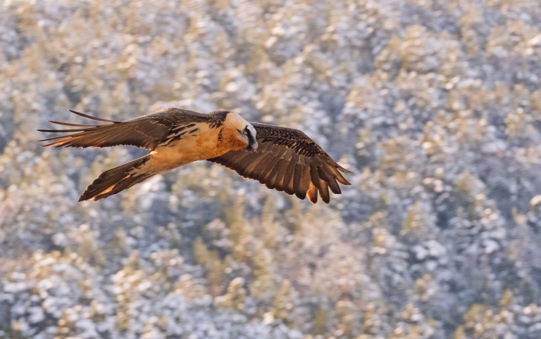 Fotografía de naturaleza