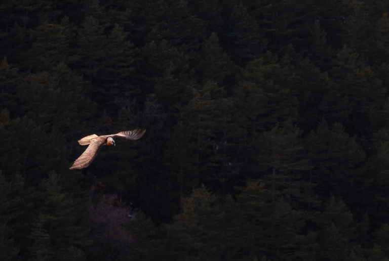 Fotografía de naturaleza