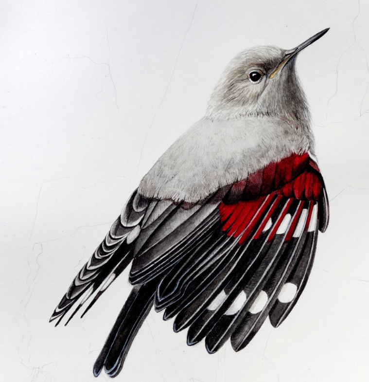 Patas, plumas, pelos y pétalos