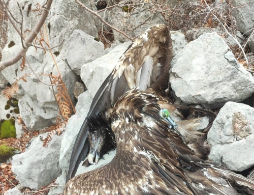 Una hembra de quebrantahuesos muere electrocutada en los Picos de Europa de León.