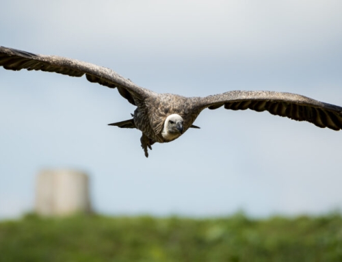 Un estudio sugiere que el declive de la población de buitres en la India está relacionado con la muerte de 500.000 personas y una pérdida económica de 70 mil millones de dólares anuales entre 2000 y 2005.
