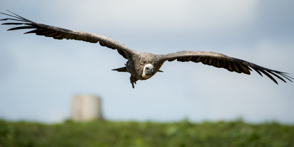Bio For Piri cierra con éxito 