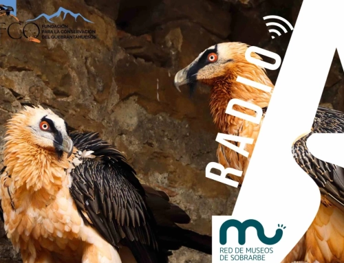 EL ECOMUSEO DE LA FAUNA PIRENAICA DE AINSA ACERCA EL VUELO DEL QUEBRANTAHUESOS Y LA CONSERVACIÓN DEL PIRINEO A MILES DE VISITANTES.