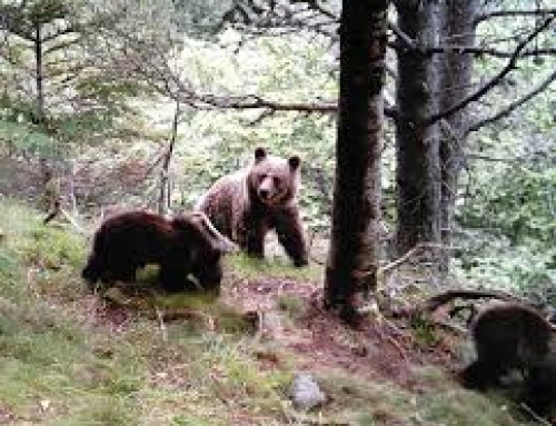 30 años de la reintroducción de osos en los Pirineos: un éxito ecológico y una difícil cohabitación.