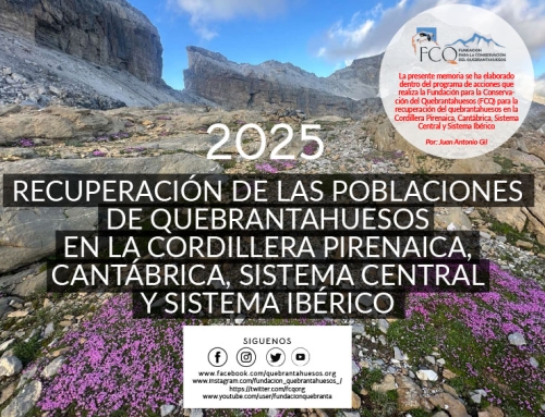Programa de acciones de Conservación del Quebrantahuesos en la Cordillera pirenaica, cantábrica y sistema central e ibérico 2025.