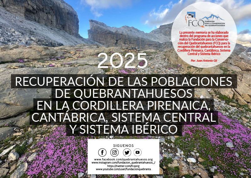 Recuperación de las poblaciones de quebrantahuesos