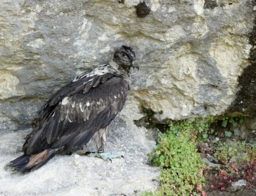 Dos jóvenes buitres barbudos liberados en Baronnies al cumplirse 10 años de los esfuerzos de reintroducción. 