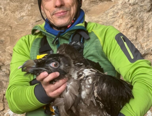 Cazorla da la bienvenida a dos quebrantahuesos en la vigésima temporada de reintroducción de aves en Andalucía.