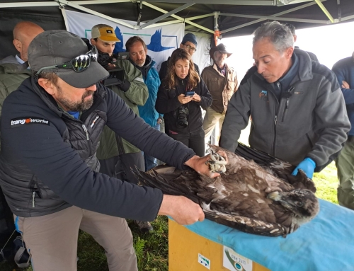 Dos nuevos quebrantahuesos sobrevolarán los Picos de Europa en un mes.