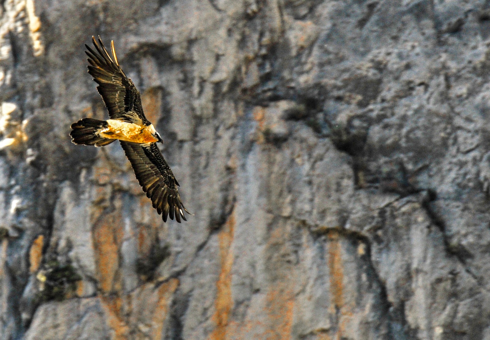 quebrantahuesos Quebrantahuesos en vuelo