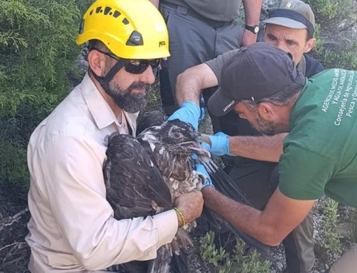 Albacete da la bienvenida a ‘Cardaor’, primer quebrantahuesos nacido en la provincia tras más de medio siglo.