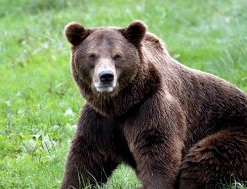 El oso más longevo de los Pirineos reaparece a los 29 años tras superar otro invierno.