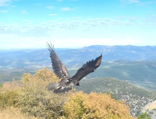 Vuelve a la naturaleza Esco, un pollo de quebrantahuesos recuperado tras aparecer desnutrido en Salvatierra de Esca.