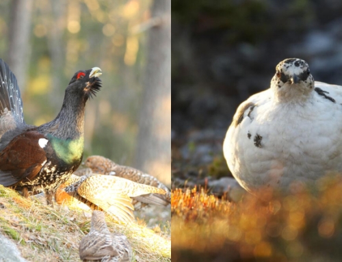 La perdiz nival y el urogallo, dos aves de montaña amenazadas, están clasificadas como especies protegidas en Francia.