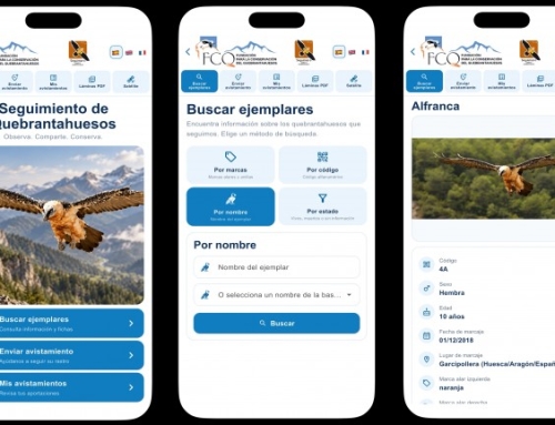 Una nueva aplicación permite seguir por satélite los movimientos del quebrantahuesos.